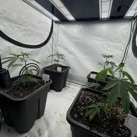 Multistrain grow 100x100