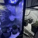 Multistrain Grow 60x60