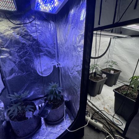 Multistrain Grow 60x60