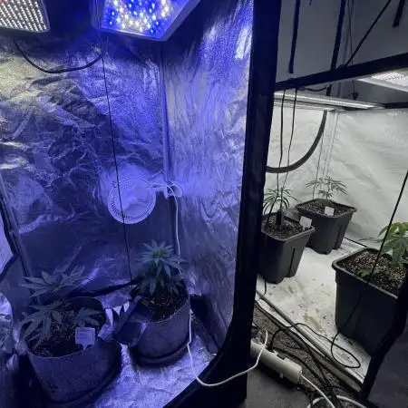 Multistrain Grow 60x60