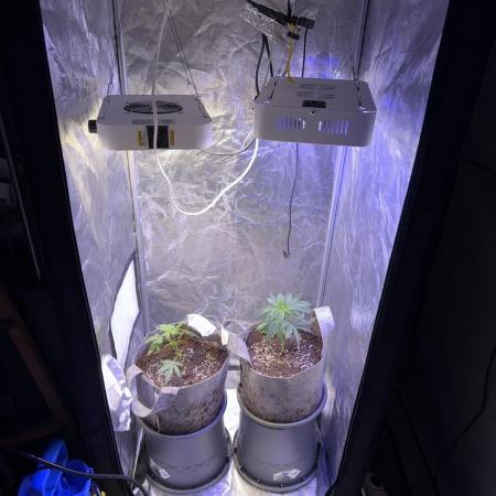 Multistrain Grow 60x60