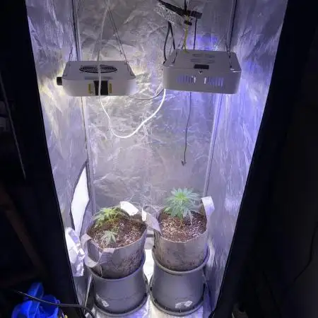 Multistrain Grow 60x60