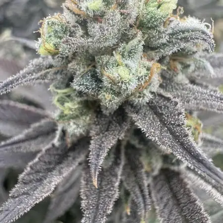 Mac1 Apple Fritter Bubba Kush Scrog