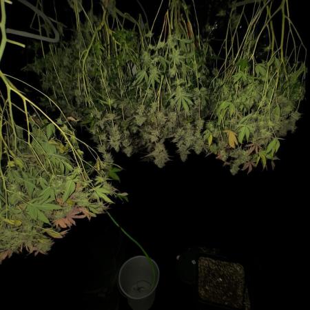 Mac1 Apple Fritter Bubba Kush Scrog