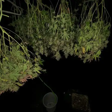 Mac1 Apple Fritter Bubba Kush Scrog