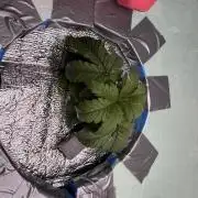 DX Kombucha