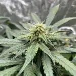 Auto Trichome & Cream - Dutch Passion