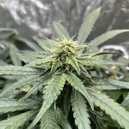 Auto Trichome & Cream - Dutch Passion