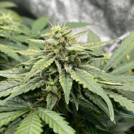 Auto Trichome & Cream - Dutch Passion