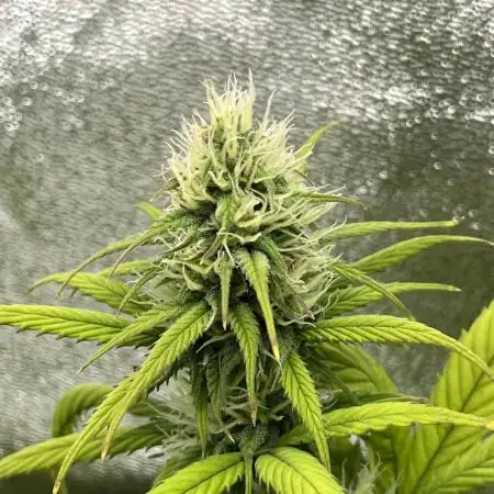 Skunk #1 - Sensi Seeds