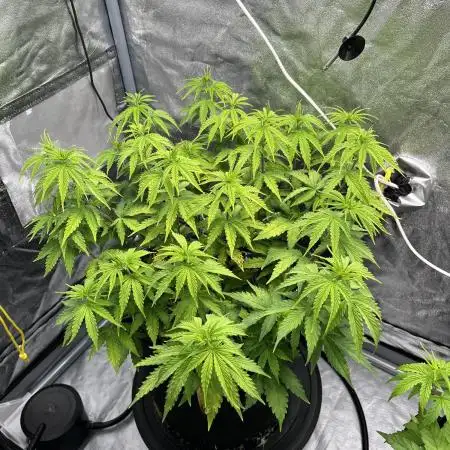 Skunk #1 - Sensi Seeds