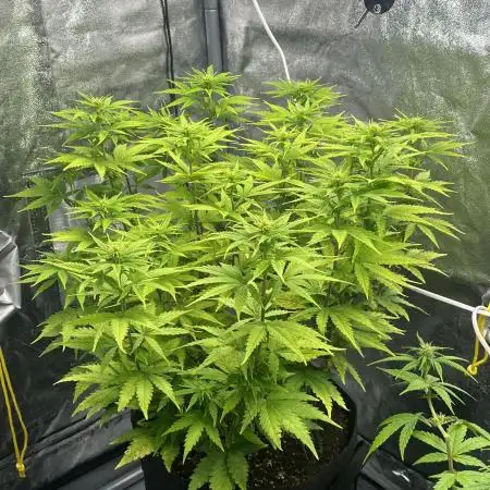 Skunk #1 - Sensi Seeds