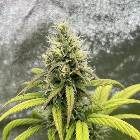 Skunk #1 - Sensi Seeds