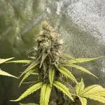 Skunk #1 - Sensi Seeds