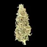 Auto SFV OG - Dutch Passion