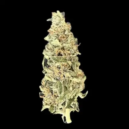 Auto SFV OG - Dutch Passion