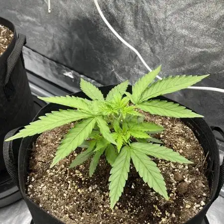 Skunk #1 - Sensi Seeds