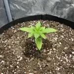 Skunk #1 - Sensi Seeds
