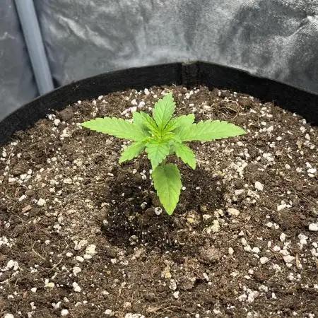 Skunk #1 - Sensi Seeds