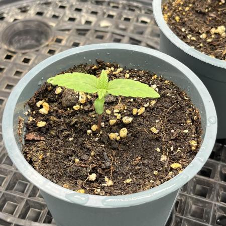 Skunk #1 - Sensi Seeds