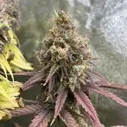 Skunk #1 - Sensi Seeds