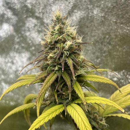 Skunk #1 - Sensi Seeds