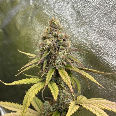 Skunk #1 - Sensi Seeds