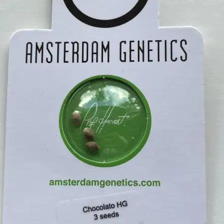 Chocolato - Amsterdam Genetics
