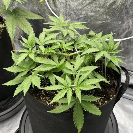 Skunk #1 - Sensi Seeds