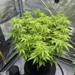 Skunk #1 - Sensi Seeds