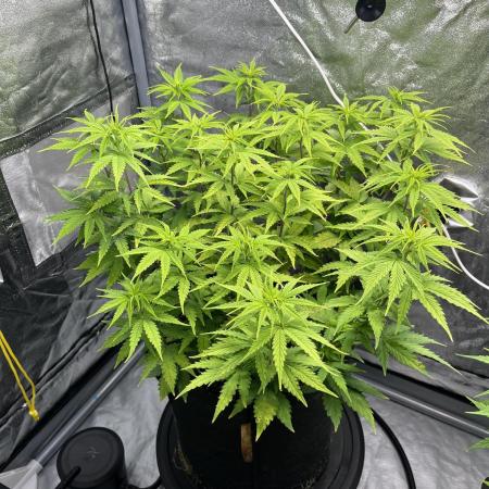 Skunk #1 - Sensi Seeds