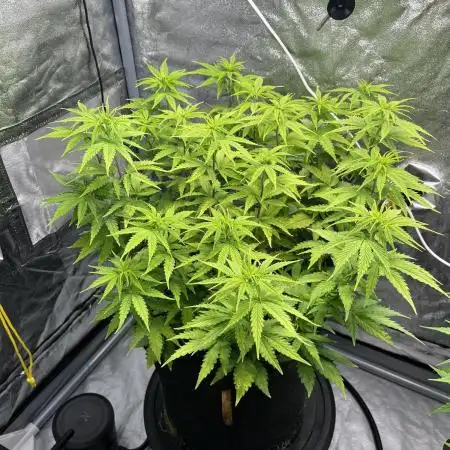 Skunk #1 - Sensi Seeds