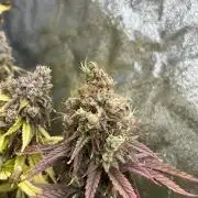 Skunk #1 - Sensi Seeds
