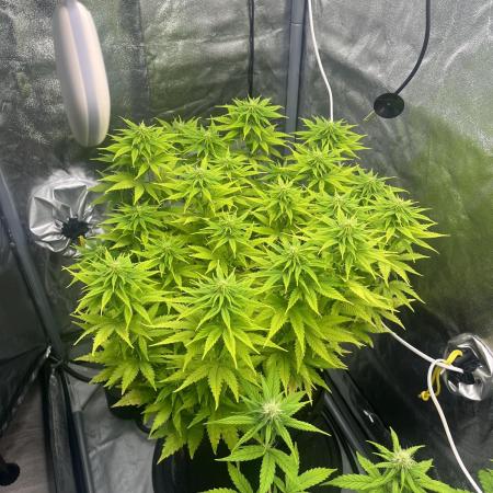 Skunk #1 - Sensi Seeds