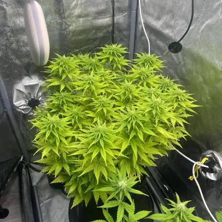 Skunk #1 - Sensi Seeds