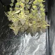 Skunk #1 - Sensi Seeds