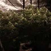 Mimosa by RQS