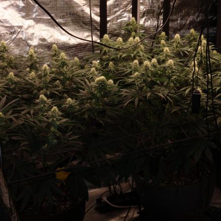 Mimosa by RQS