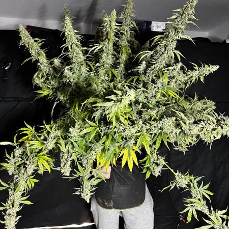 Green Gelato Auto By RQS