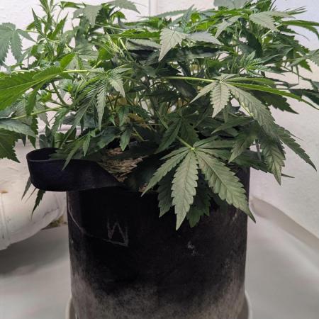 Wedding Cheesecake Auto