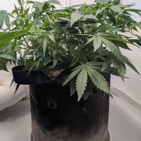 Wedding Cheesecake Auto