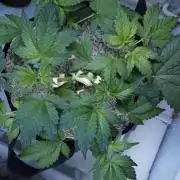 Russian Automatic X Sonnenerde