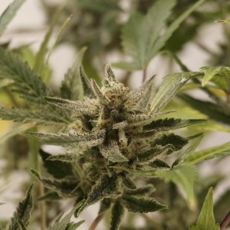 Wedding Cheesecake Auto