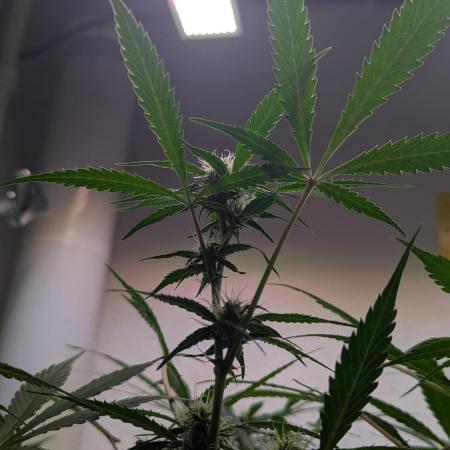 Violet Face Auto