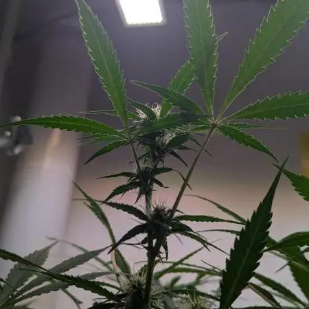 Violet Face Auto