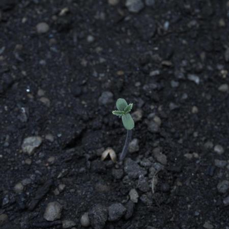 White Banana X Sonnenerde