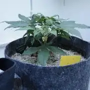 Strawberry Gorilla Auto - Sonnenerde