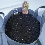 Candy Jungle Auto x Sonnenerde