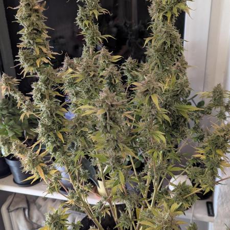 Rainbow Donut Auto