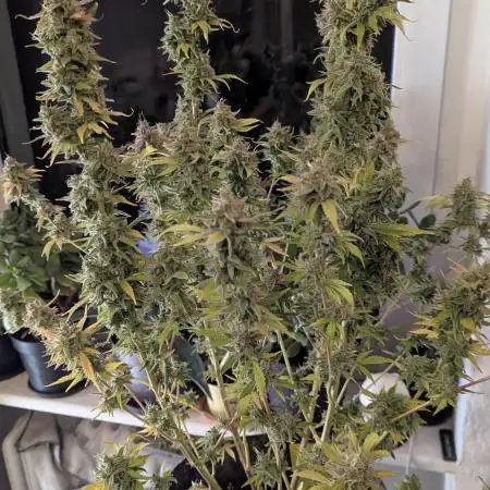 Rainbow Donut Auto